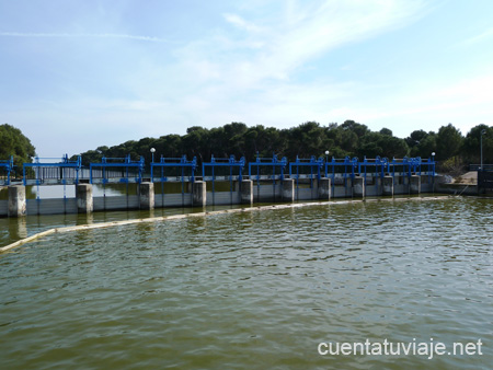 Gola en el Parque Natural de la Albufera, Valencia